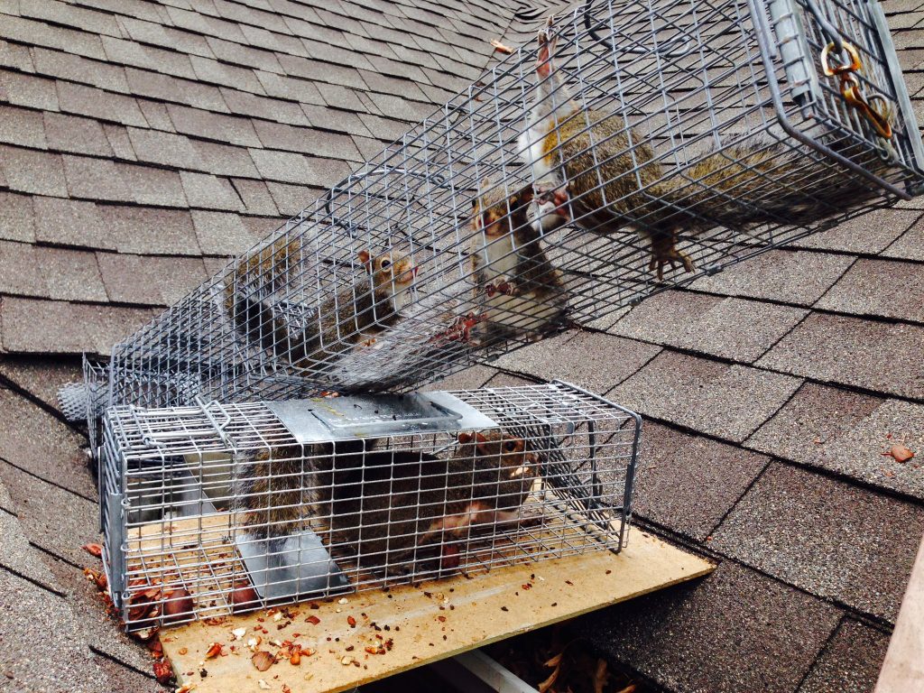 Squirrel Removal, Squirrels in Attic, Damage Repair, Springfield MA