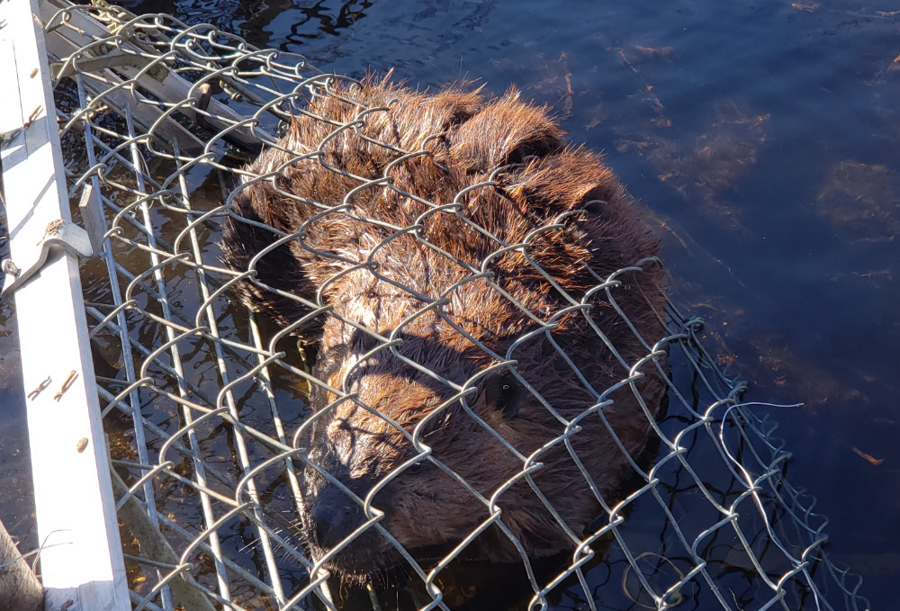 Beaver Removal, Trapping Beavers, Dam Removal, Springfield, MA