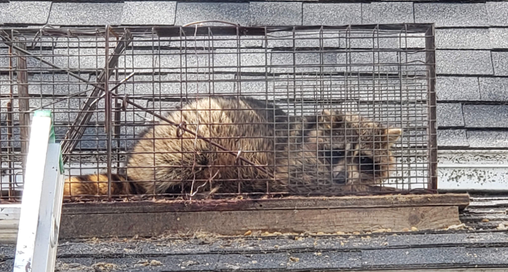 Squirrel Removal, Squirrels in Attic, Damage Repair, Springfield MA