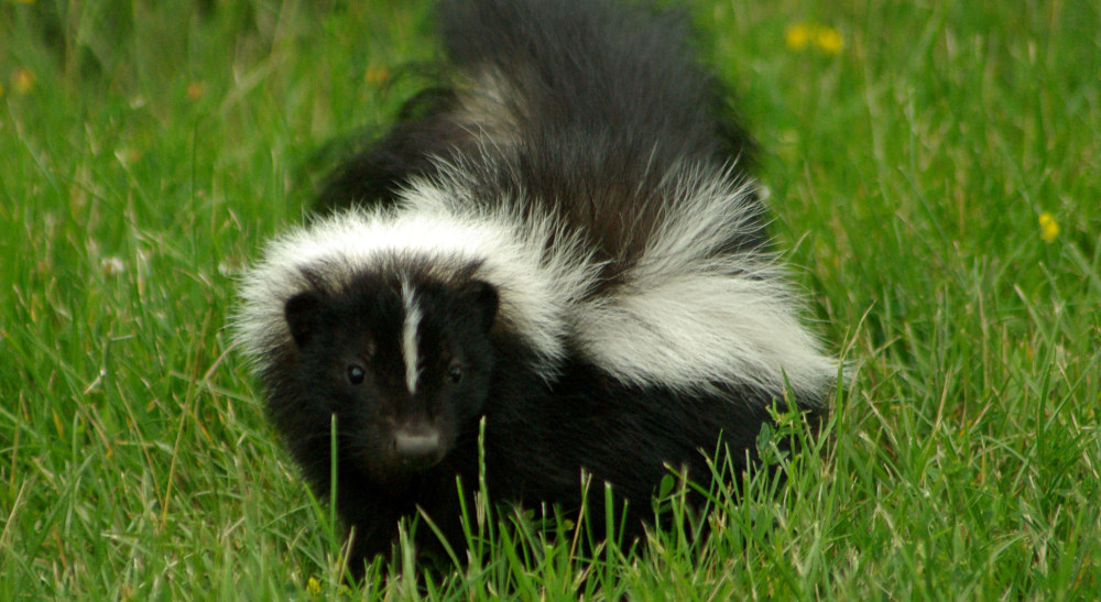 Skunk Removal, Odor Control, Skunks Under Deck, Porch, Springfield, MA