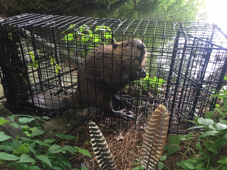 beaver pest control 