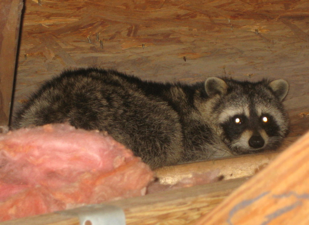 raccoon removal